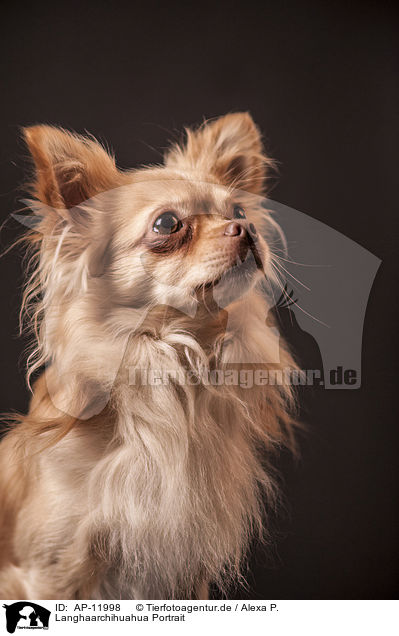 Langhaarchihuahua Portrait / longhaired Chihuahua portrait / AP-11998