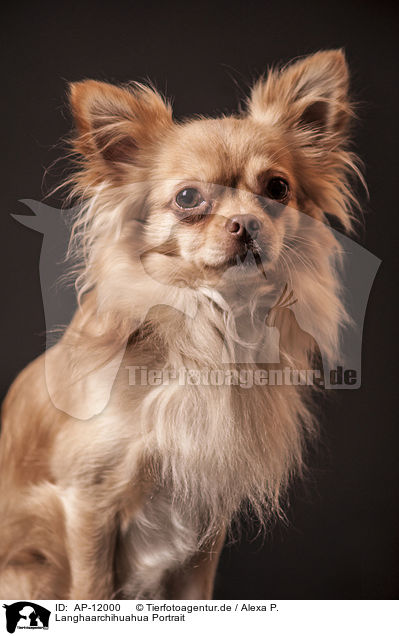 Langhaarchihuahua Portrait / longhaired Chihuahua portrait / AP-12000