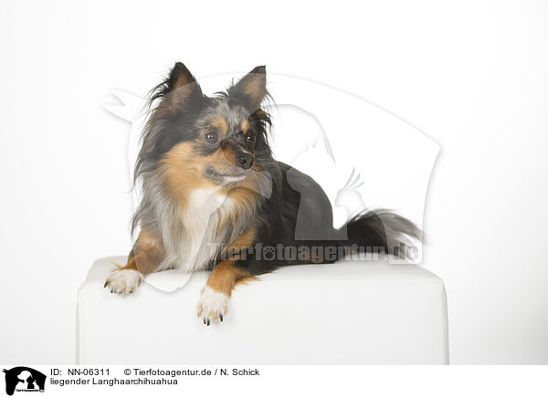 liegender Langhaarchihuahua / lying longhaired Chihuahua / NN-06311
