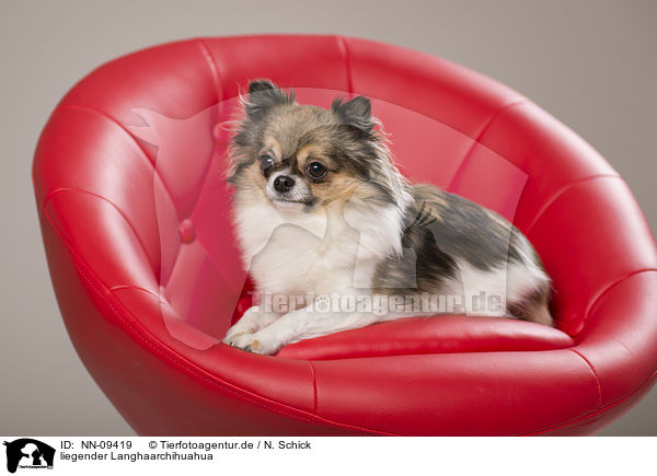 liegender Langhaarchihuahua / lying longhaired Chihuahua / NN-09419