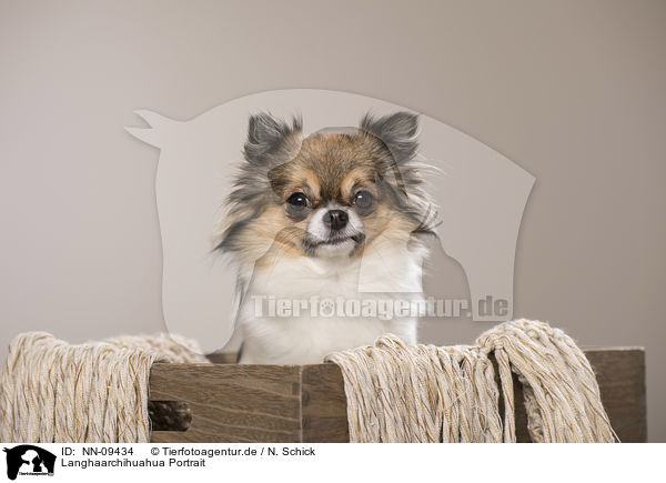 Langhaarchihuahua Portrait / longhaired Chihuahua portrait / NN-09434