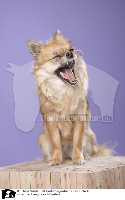 sitzender Langhaarchihuahua / sitting longhaired Chihuahua / NN-09446