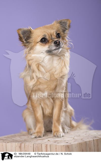 sitzender Langhaarchihuahua / sitting longhaired Chihuahua / NN-09448