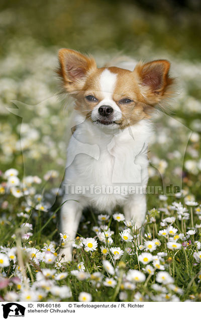 stehendr Chihuahua / standing Chihuahua / RR-60186
