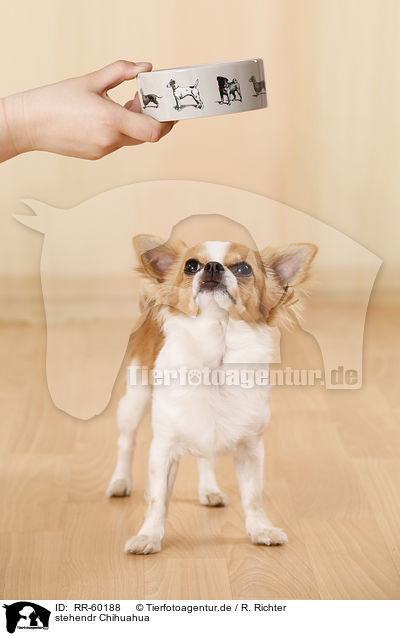 stehendr Chihuahua / standing Chihuahua / RR-60188