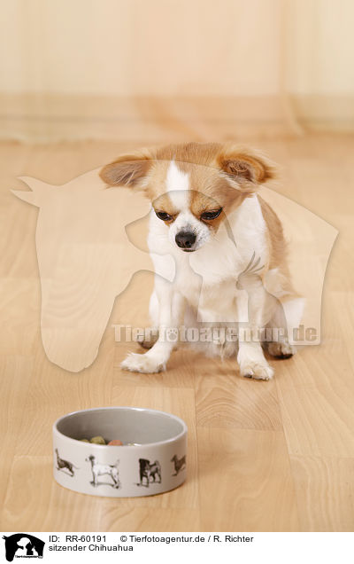 sitzender Chihuahua / sitting Chihuahua / RR-60191