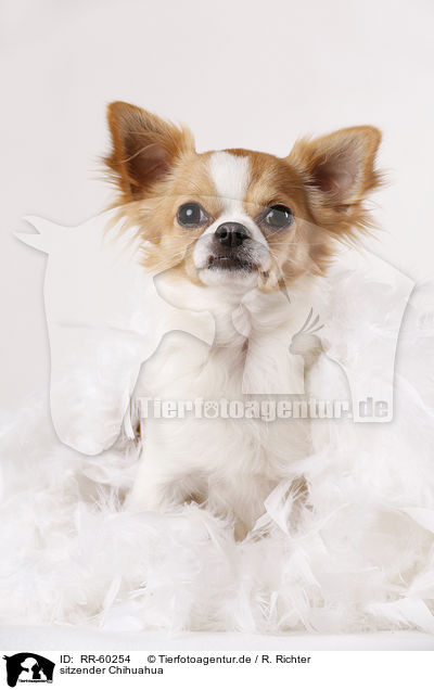 sitzender Chihuahua / sitting Chihuahua / RR-60254