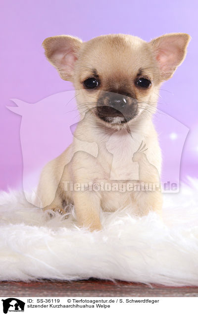 sitzender Kurzhaarchihuahua Welpe / sitting shorthaired Chihuahua Puppy / SS-36119