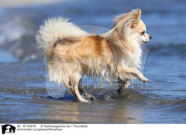 rennender Langhaarchihuahua / IF-10976