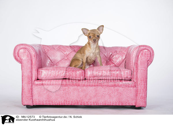 sitzender Kurzhaarchihuahua / NN-12573