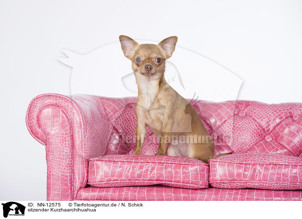 sitzender Kurzhaarchihuahua / NN-12575