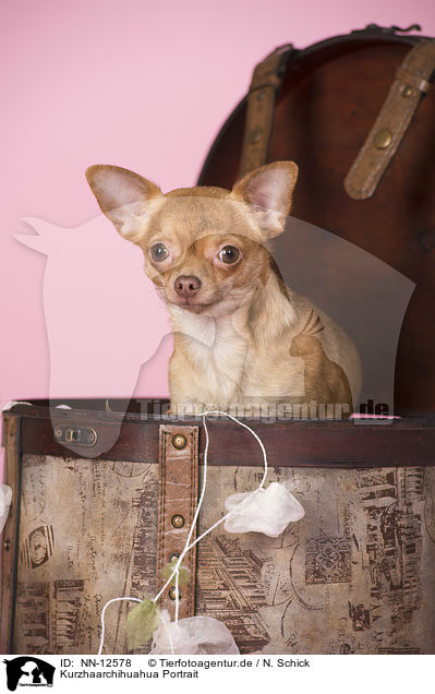 Kurzhaarchihuahua Portrait / NN-12578