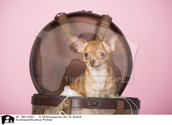 Kurzhaarchihuahua Portrait / NN-12581
