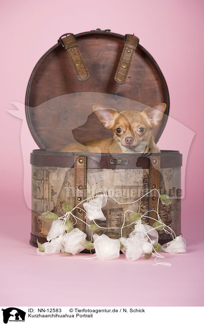 Kurzhaarchihuahua Portrait / NN-12583