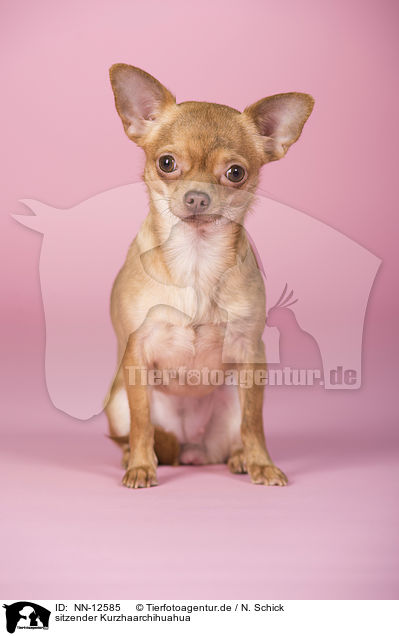 sitzender Kurzhaarchihuahua / NN-12585