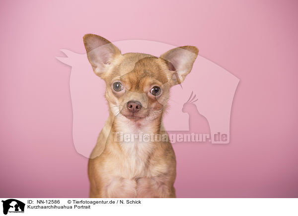 Kurzhaarchihuahua Portrait / NN-12586