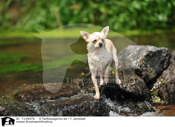 nasser Kurzhaarchihuahua / wet shorthaired Chihuahua / YJ-08376