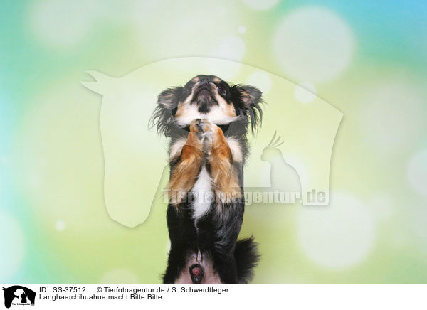 Langhaarchihuahua macht Bitte Bitte / begging longhaired Chihuahua / SS-37512