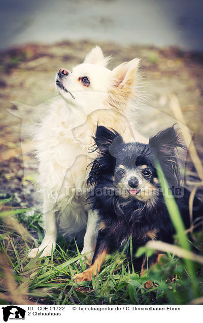 2 Chihuahuas / 2 Chihuahuas / CDE-01722