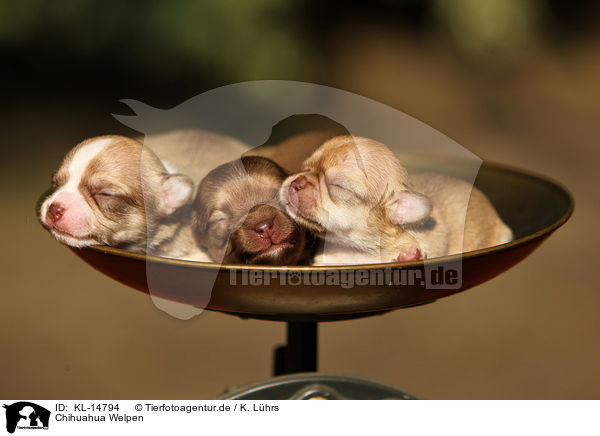 Chihuahua Welpen / Chihuahua Puppies / KL-14794