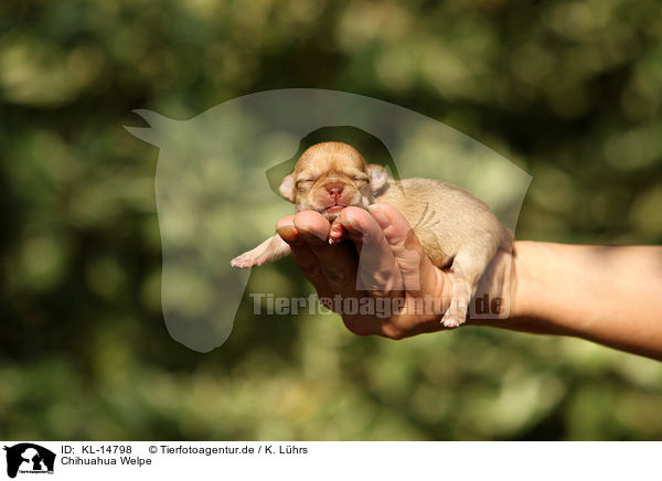 Chihuahua Welpe / Chihuahua Puppy / KL-14798