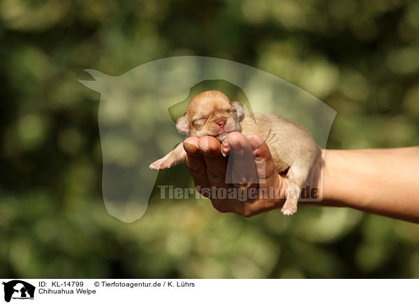 Chihuahua Welpe / Chihuahua Puppy / KL-14799