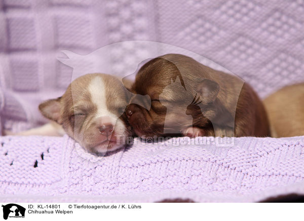 Chihuahua Welpen / Chihuahua Puppies / KL-14801