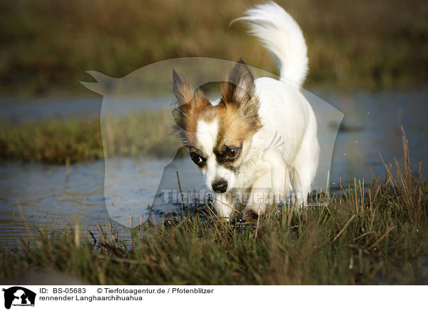 rennender Langhaarchihuahua / running longhaired Chihuahua / BS-05683