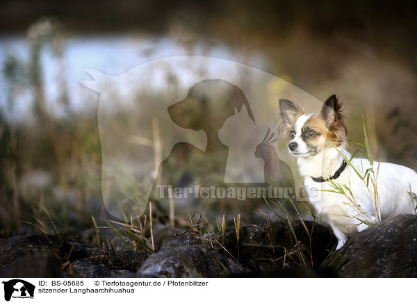 sitzender Langhaarchihuahua / sitting longhaired Chihuahua / BS-05685