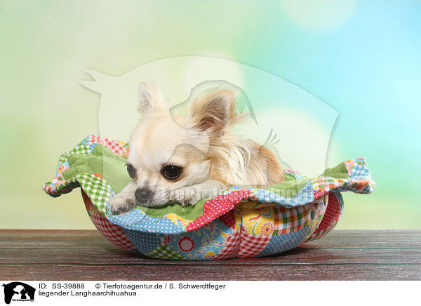 liegender Langhaarchihuahua / lying longhaired Chihuahua / SS-39888