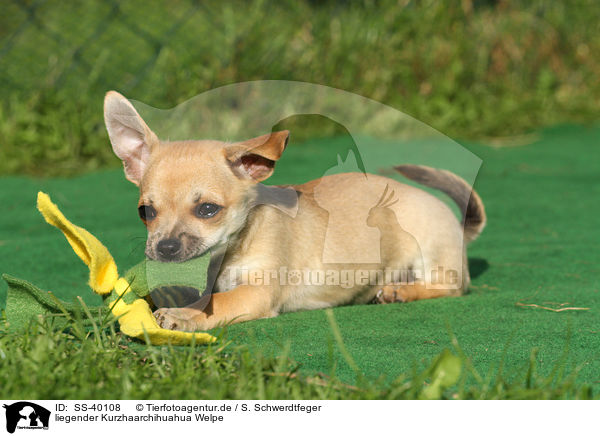 liegender Kurzhaarchihuahua Welpe / SS-40108