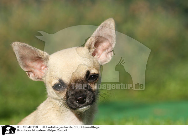 Kurzhaarchihuahua Welpe Portrait / SS-40110