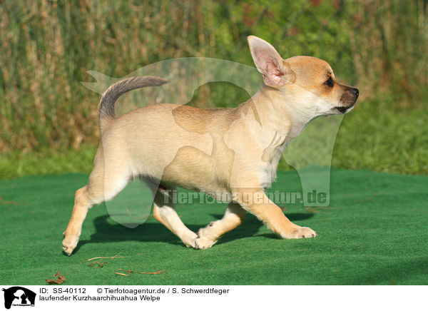 laufender Kurzhaarchihuahua Welpe / SS-40112
