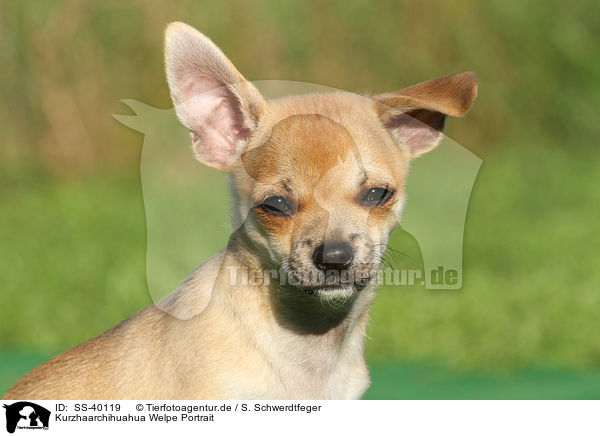 Kurzhaarchihuahua Welpe Portrait / SS-40119