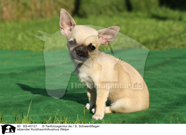 sitzender Kurzhaarchihuahua Welpe / SS-40121