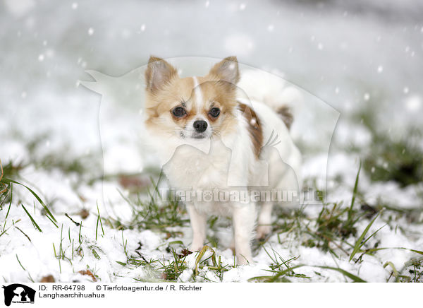 Langhaarchihuahua / longhaired Chihuahua / RR-64798