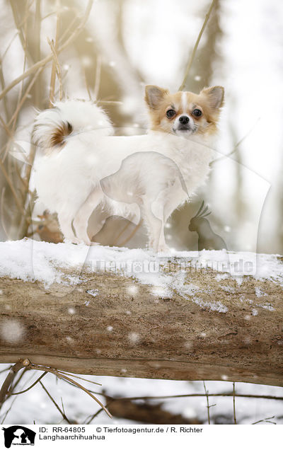Langhaarchihuahua / longhaired Chihuahua / RR-64805
