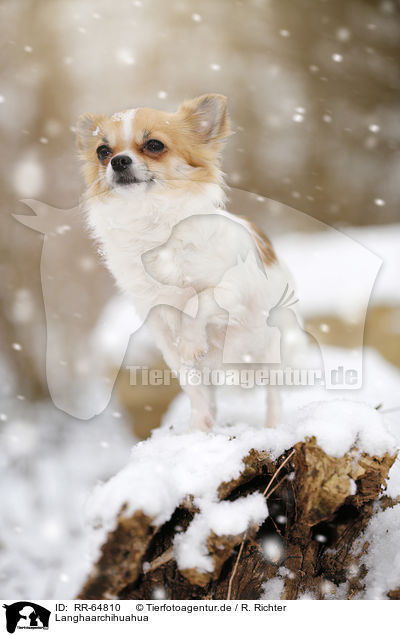 Langhaarchihuahua / longhaired Chihuahua / RR-64810