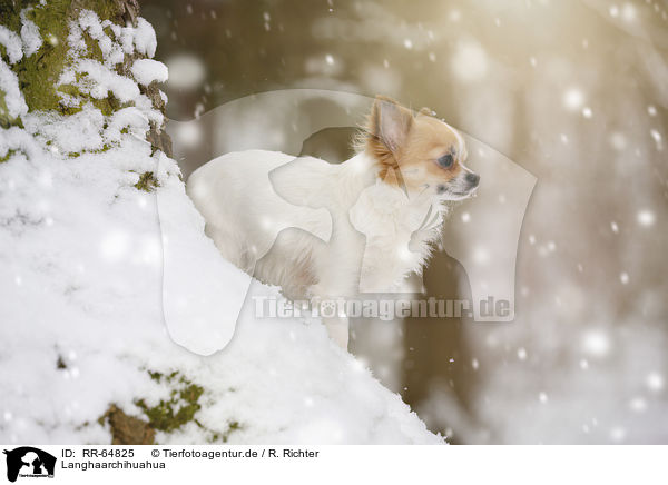 Langhaarchihuahua / longhaired Chihuahua / RR-64825