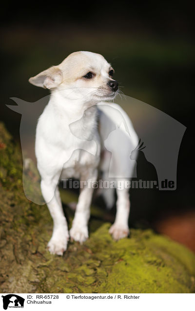 Chihuahua / RR-65728