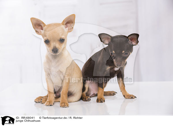 junge Chihuahuas / young Chihuahuas / RR-68041
