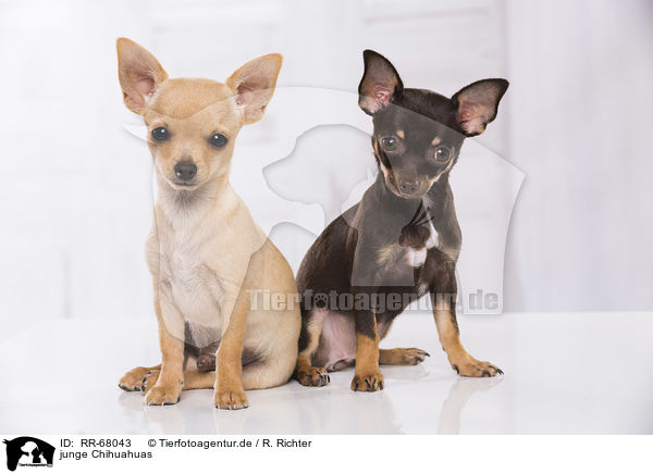 junge Chihuahuas / RR-68043