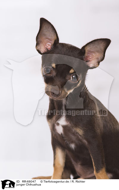 junger Chihuahua / RR-68047