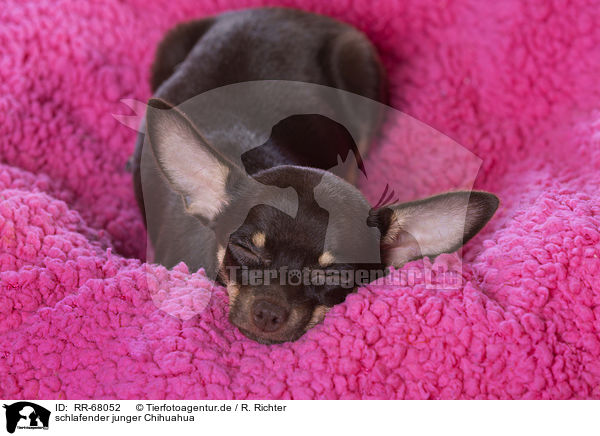 schlafender junger Chihuahua / sleeping young Chihuahua / RR-68052