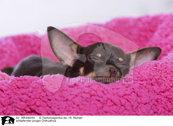 schlafender junger Chihuahua / sleeping young Chihuahua / RR-68054