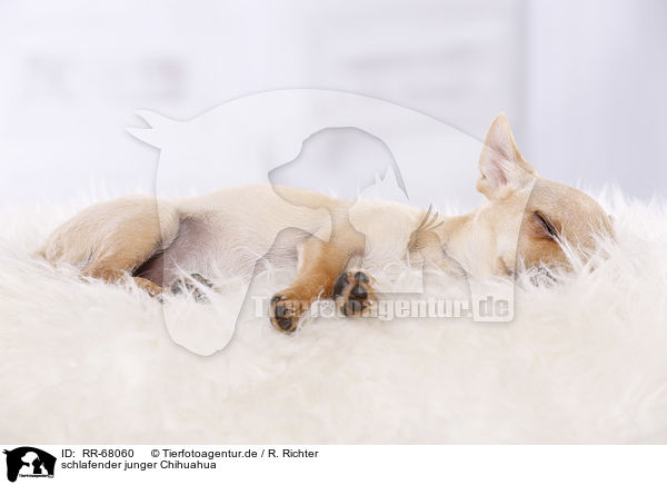 schlafender junger Chihuahua / RR-68060