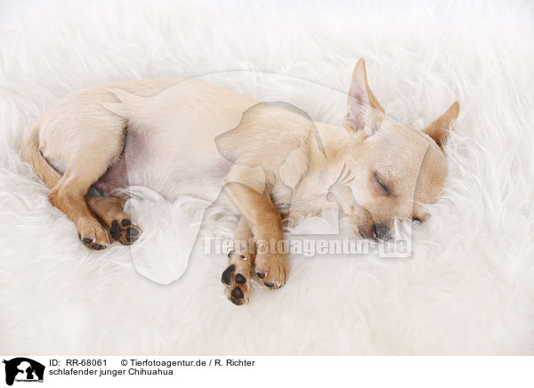 schlafender junger Chihuahua / sleeping young Chihuahua / RR-68061