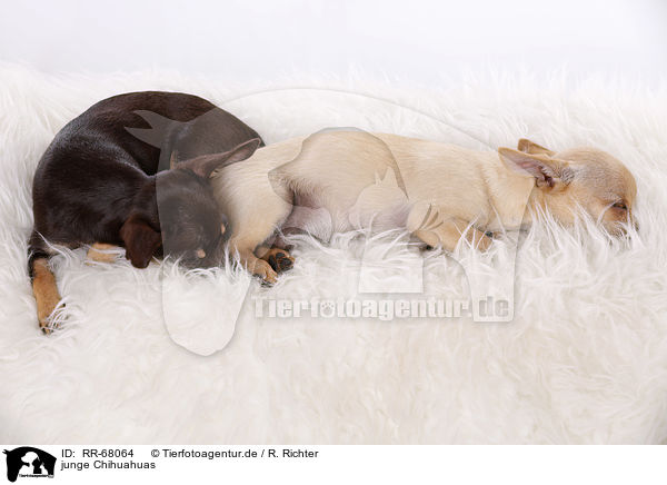 junge Chihuahuas / RR-68064