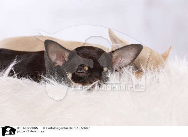 junge Chihuahuas / young Chihuahuas / RR-68065