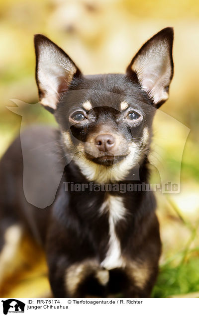 junger Chihuahua / RR-75174